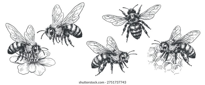 Vector set of vintage honey bees in pencil sketch engraving style. Hand drawn insects including flying bee, symmetrical bee, bee on flower and honeycomb isolated on white for packaging, labels and branding