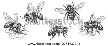 Vector set of vintage honey bees in pencil sketch engraving style. Hand drawn insects including flying bee, symmetrical bee, bee on flower and honeycomb isolated on white for packaging, labels and branding