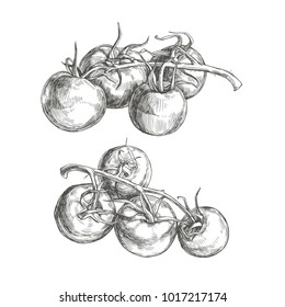 Vector set of vintage illustration of tomatoes on vine. Realistic hand drawn vegetables in engraving style isolated on white background.