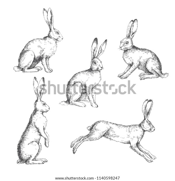 2,970 Hare Engraving Images, Stock Photos & Vectors | Shutterstock