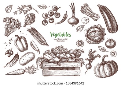 Vector set of vintage Vegetables illustrations