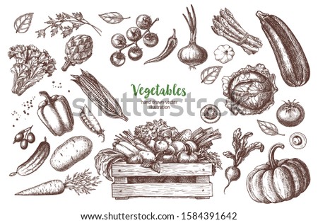 Vector set of vintage Vegetables illustrations