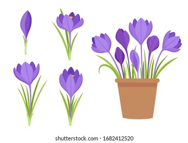 Vector set of violet crocus flowers with leaves and flowers in pot isolated on white. Cartoon first spring flowers in line used for magazine, poster, web pages.