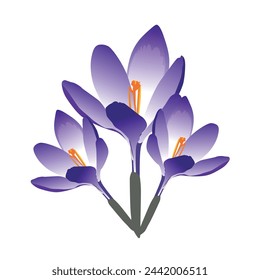 Vector set of violet crocus flowers with leaves isolated on white. Cartoon first spring flowers in line used for magazine, poster, web pages.