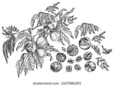 Vector set of walnut branch, leaves, nuts in shell and cut, leaves. Collection of superfood nuts from the forest. Linear healthy snack decoration for packaging, labels, banners