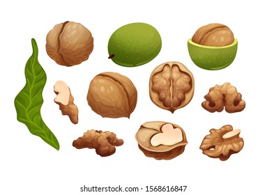 Vector set of walnut. Constructor with different stages of walnut growing, half and whole, raw and dry. Quater, top and side views. Vector illustration in cartoon style isolated on white