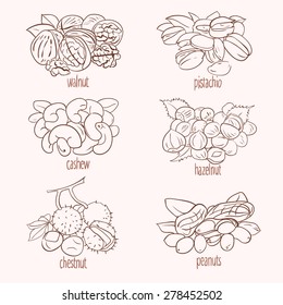 vector set of walnuts, hazelnuts, cashews, pistachios, chestnut, peanut
