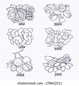 vector set of walnuts, hazelnuts, cashews, pistachios, chestnut, peanut sketch on paper 