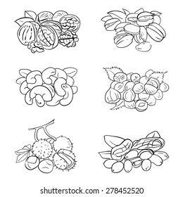 vector set of walnuts, hazelnuts, cashews, pistachios, chestnut, peanut