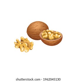 Vector set with walnuts in the shell and without