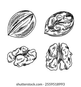 Vector set of walnuts. Sketch of a walnut in a shell, a cracked walnut. Vector illustration