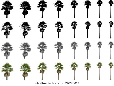 Vector set of Washingtonia Palms
