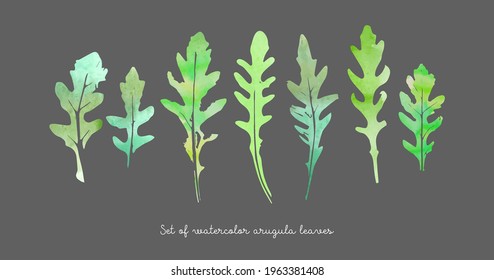 Vector set of watercolor arugula herbs on grey background. Set of rucola elements.