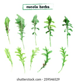 Vector set of watercolor arugula herbs on white background. Set of rucola elements.