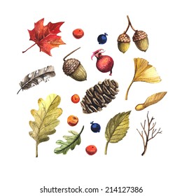 Vector set of watercolor autumn leaves, berries and fruits. Cone, acorn, feather, maple leaf, oak leaf vector illustration. Natural autumn elements.