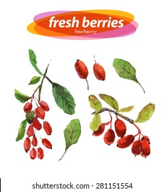 Vector set of watercolor barberry elements on white background. Cute illustration is good for magazine or book, poster and card design, menu cover.