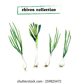 Vector Set Of Watercolor Chives Elements. Herbs Collection.