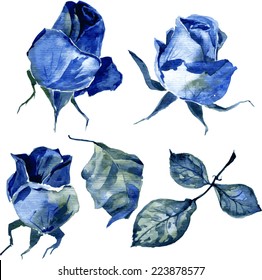 Vector Set Of Watercolor Drawing Blue Roses, Hand Drawn Design Element