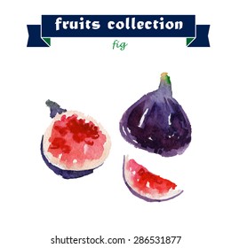 Vector set of watercolor fig elements on white background. Cute illustration is good for magazine or book, poster and card design, menu cover.