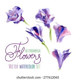 Vector set of watercolor flowers purple astroemeria.