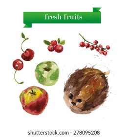 Vector set of watercolor fruits on white background. Fresh food illustration. Good for magazine and book articles, poster design, restaurant menu template.