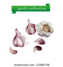 Vector set of watercolor garlic on white background. 