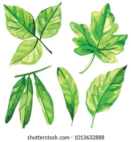 Vector set of watercolor illustrated park tree green leaves
