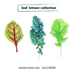 Vector Set Of Watercolor Leaf Lettuce. Herbs Collection On White Background.