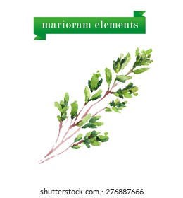 Vector set of watercolor marjoram elements on white background.