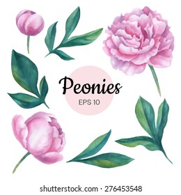 Vector set of watercolor peony flower isolated on white background. Hand-drawn illustration