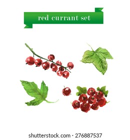 Vector set of watercolor red currant on white background. Fresh food illustration. Good for magazine and book articles, poster design.