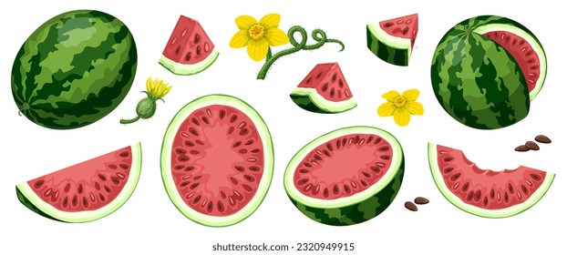 Vector set of watermelons isolated on white background. Whole watermelon, half watermelon front and side, watermelon wedges and pieces. Flowers and seeds of watermelon.