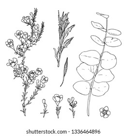 Vector set of waxflower, silver-leaf stringybark and lavender leaves. Black ink hand drawn flowering plants with flowers, buds and leaves. Sketch of ornamental plants