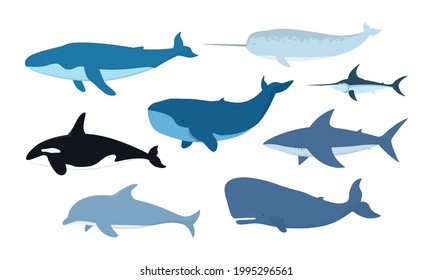 Vector set of whales and marine animals. Undersea world. shark, dolphin, narwhal, blue whale, humpback whale, sperm whale, swordfish, killer whale isolated on white background.