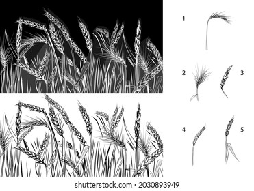 Vector set of wheat. Drawing by hand agricultural pattern