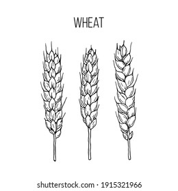 Vector set of wheat ears. Hand drawn botanical illustration