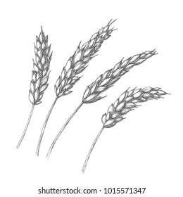 Vector set of wheat ears. Vintage botanical hand drawn illustration of spikelets isolated on white background in engraving style. Sketch of cereal for bakery and other design
