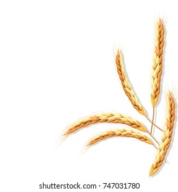 Vector set of wheat or rye ears. Mesh realistic bunch