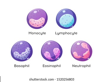 Vector set of white blood cells. Monocyte, Lymphocyte, Eosinophil, Neutrophil, Basophil.