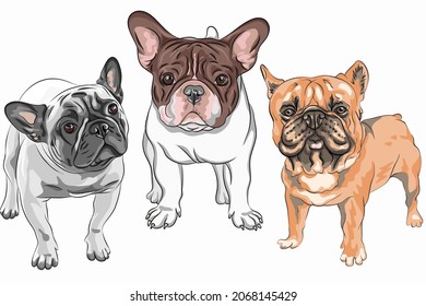 Juego de vectores de perros blancos y perritos franceses Bulldog, el color más común