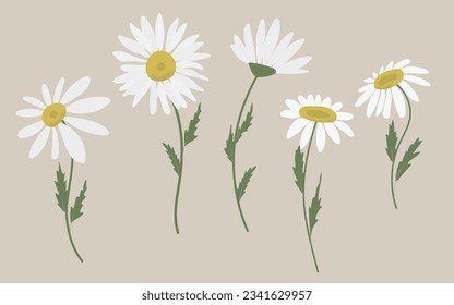 Vector set of white filed flowers. Collection of daisies and chamomile. Hand drawn flat vector illustration.