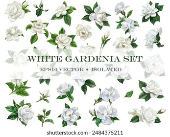 Vector set of white gardenia flowers with leaves isolated on white background