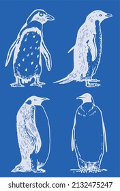Vector set of white penguins on blue color background, penguins,graphics