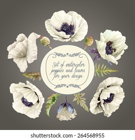 Vector set of white poppies, buds, leaves for design. Watercolor flowers. Set of floral elements to create compositions. 