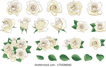 Vector set of White Roses