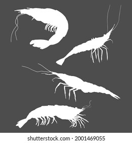 Conjunto vectorial de siluetas de camarón blanco sobre fondo negro
