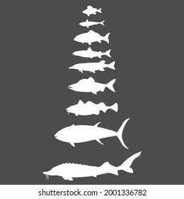 Vector Set of White Silhouette Fish. Sea, River and Lake Types.