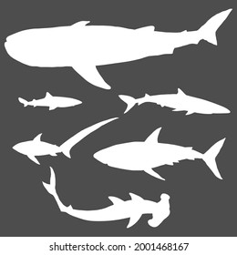 Vector Set of White Silhouette Sharks. Different Types - Whale Shark, Blue Shark, Spurdog, Great White Shark, Thresher, Hammerhead.