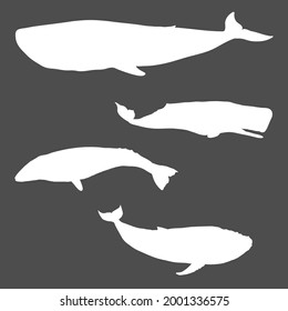 Vector Set of White Whale Silhouettes on Black Background