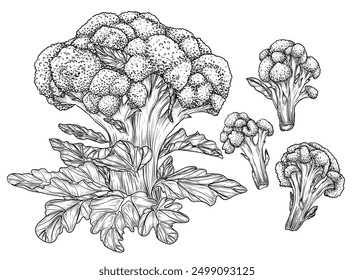 Vector set of whole broccoli and broccoli florets in engraving style